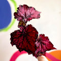 Begonia rex 'Pachea' - Welsh Grown - Sprouts of Bristol