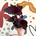 Begonia rex 'Phantom' - Welsh Grown - Sprouts of Bristol