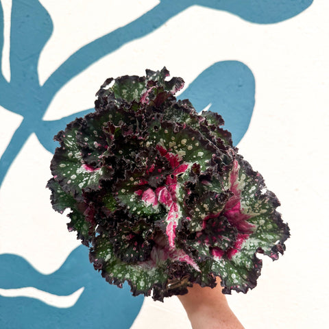 Begonia rex 'Purple Blush' - Sprouts of Bristol