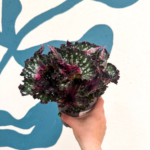 Begonia rex 'Purple Blush' - Sprouts of Bristol