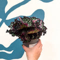 Begonia rex 'Purple Blush' - Sprouts of Bristol