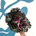 Begonia rex 'Purple Blush' - Sprouts of Bristol