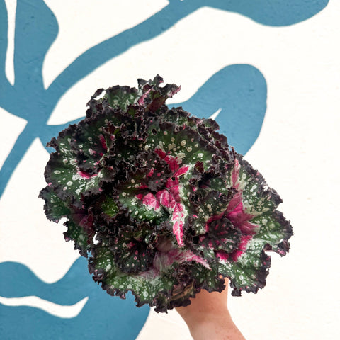Begonia rex 'Purple Blush' - Sprouts of Bristol