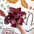 Begonia rex 'Red Bull' - Sprouts of Bristol