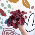 Begonia rex 'Red Bull' - Sprouts of Bristol
