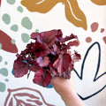 Begonia rex 'Red Bull' - Sprouts of Bristol