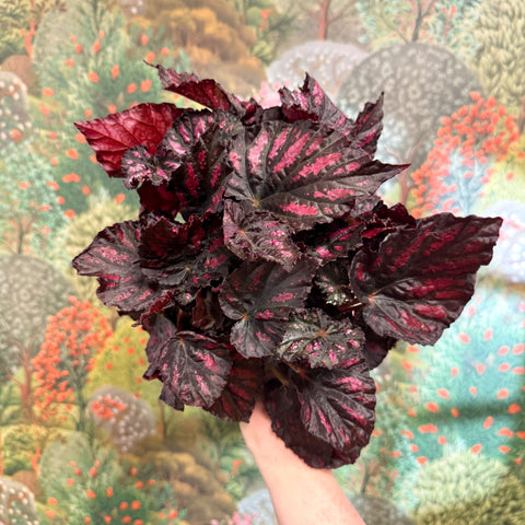 Begonia rex ‘Rumba’ – Rex Begonia - Sprouts of Bristol