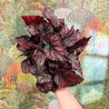 Begonia rex ‘Rumba’ – Rex Begonia - Sprouts of Bristol