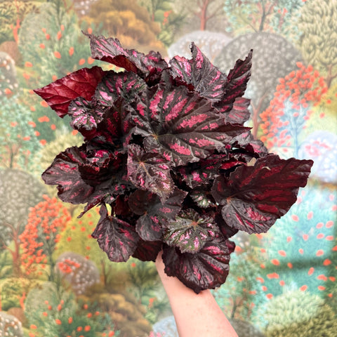 Begonia rex ‘Rumba’ – Rex Begonia - Sprouts of Bristol