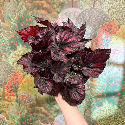 Begonia rex ‘Rumba’ – Rex Begonia - Sprouts of Bristol