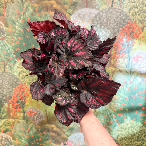 Begonia rex ‘Rumba’ – Rex Begonia - Sprouts of Bristol