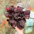 Begonia rex ‘Rumba’ – Rex Begonia - Sprouts of Bristol
