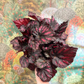 Begonia rex ‘Rumba’ – Rex Begonia - Sprouts of Bristol