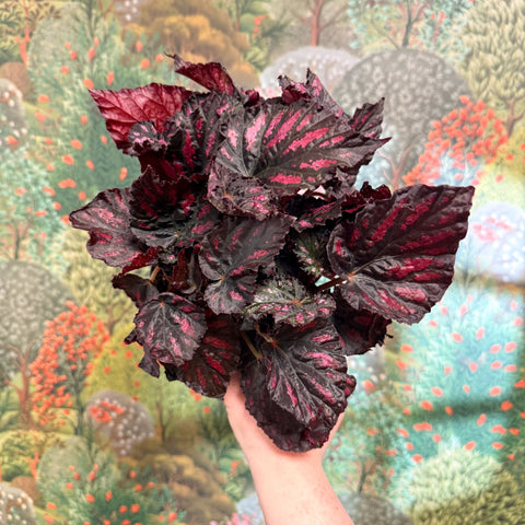 Begonia rex ‘Rumba’ – Rex Begonia - Sprouts of Bristol