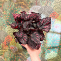 Begonia rex ‘Rumba’ – Rex Begonia - Sprouts of Bristol