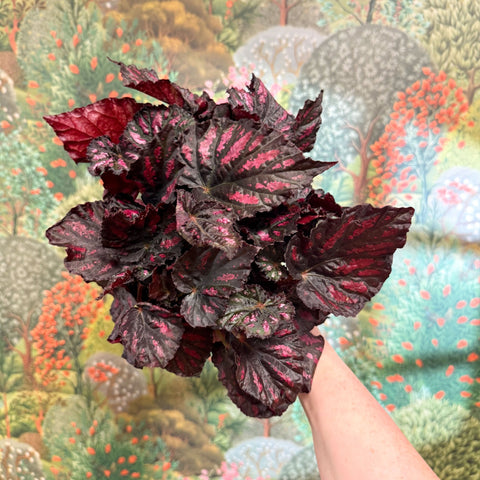 Begonia rex ‘Rumba’ – Rex Begonia - Sprouts of Bristol