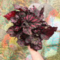 Begonia rex ‘Rumba’ – Rex Begonia - Sprouts of Bristol