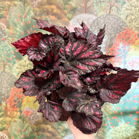 Begonia rex ‘Rumba’ – Rex Begonia - Sprouts of Bristol