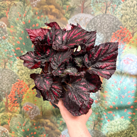Begonia rex ‘Rumba’ – Rex Begonia - Sprouts of Bristol