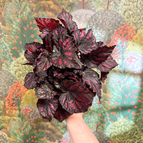 Begonia rex ‘Rumba’ – Rex Begonia - Sprouts of Bristol