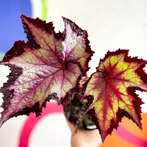 Begonia rex 'Sal's Comet' - Welsh Grown - Sprouts of Bristol