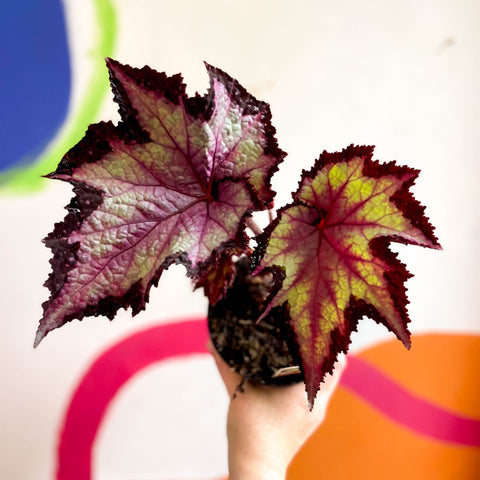 Begonia rex 'Sal's Comet' - Welsh Grown - Sprouts of Bristol