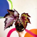Begonia rex 'Sal's Comet' - Welsh Grown - Sprouts of Bristol