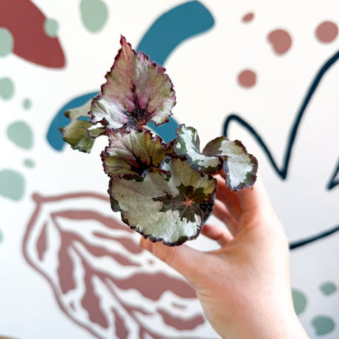 Begonia rex 'Spirit Of Kwale' - Sprouts of Bristol