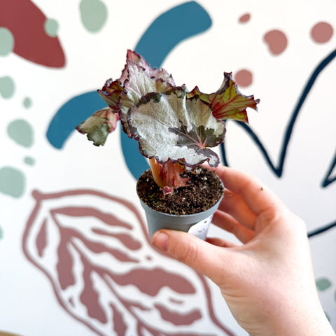 Begonia rex 'Spirit Of Kwale' - Sprouts of Bristol