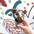 Begonia rex 'Spirit Of Kwale' - Sprouts of Bristol