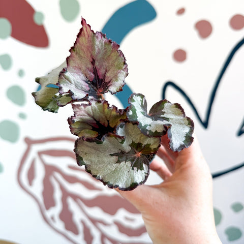 Begonia rex 'Spirit Of Kwale' - Sprouts of Bristol