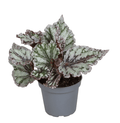 Begonia rex 'Spirit Of Sumatra' - Sprouts of Bristol