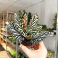 Begonia ‘Ruby’ – Angel Wing Begonia - Sprouts of Bristol