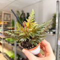 Begonia ‘Seratipetala’ – Angel Wing Begonia - Sprouts of Bristol