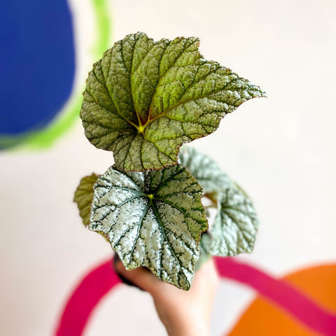 Begonia 'Silver Cloud' - Welsh Grown - Sprouts of Bristol
