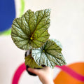 Begonia 'Silver Cloud' - Welsh Grown - Sprouts of Bristol