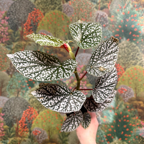 Begonia ‘Snowcap’ – Polka Dot Begonia - Sprouts of Bristol