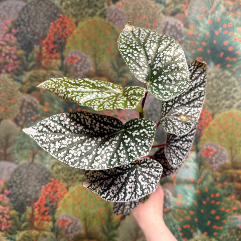 Begonia ‘Snowcap’ – Polka Dot Begonia - Sprouts of Bristol