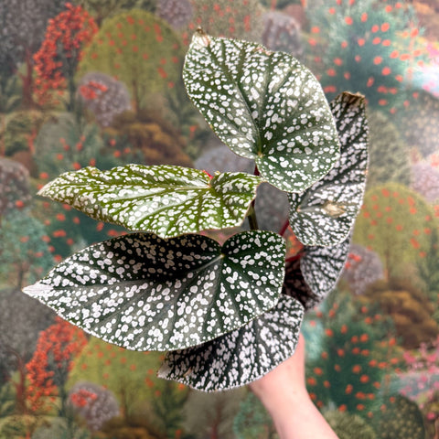 Begonia ‘Snowcap’ – Polka Dot Begonia - Sprouts of Bristol