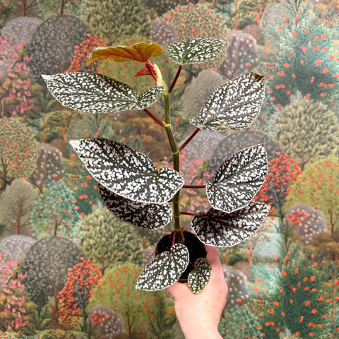 Begonia ‘Snowcap’ – Polka Dot Begonia - Sprouts of Bristol