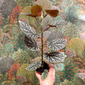 Begonia ‘Snowcap’ – Polka Dot Begonia - Sprouts of Bristol