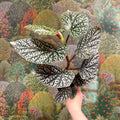 Begonia ‘Snowcap’ – Polka Dot Begonia - Sprouts of Bristol