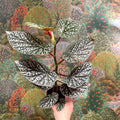 Begonia ‘Snowcap’ – Polka Dot Begonia - Sprouts of Bristol