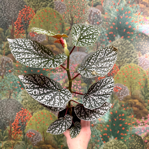 Begonia ‘Snowcap’ – Polka Dot Begonia - Sprouts of Bristol