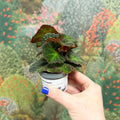 Begonia solimutata – Sun Changing Begonia - Sprouts of Bristol