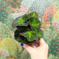 Begonia solimutata – Sun Changing Begonia - Sprouts of Bristol