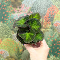 Begonia solimutata – Sun Changing Begonia - Sprouts of Bristol