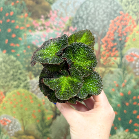 Begonia solimutata – Sun Changing Begonia - Sprouts of Bristol
