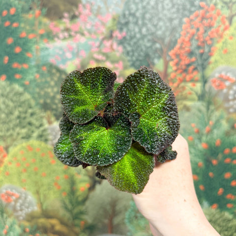 Begonia solimutata – Sun Changing Begonia - Sprouts of Bristol
