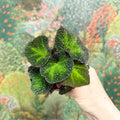 Begonia solimutata – Sun Changing Begonia - Sprouts of Bristol
